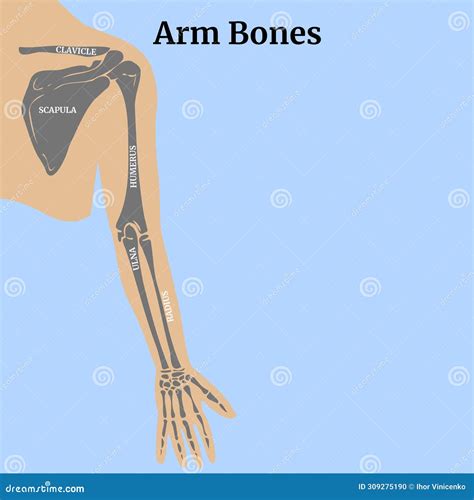 Bones Of The Shoulder Girdle And Upper Limbs. Vector Illustration ...