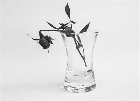 Free Images : flower, glass, vase, rose, sketch, drawing, wither ...