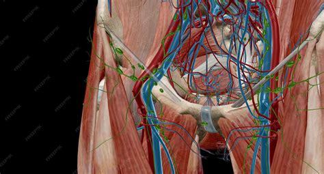 Premium Photo | The inguinal lymph nodes are in the groin area and classify as superficial and deep