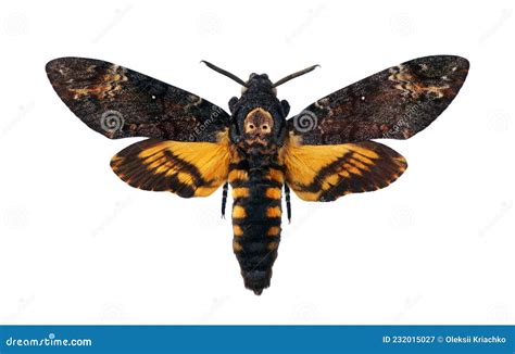 Death`s-head Hawkmoth Isolated on a White. Acherontia Atropos. Large ...