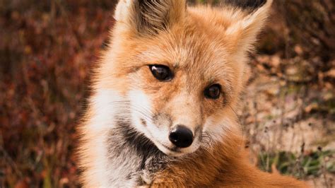 Wallpaper fox, animal, predator, cute hd, picture, image