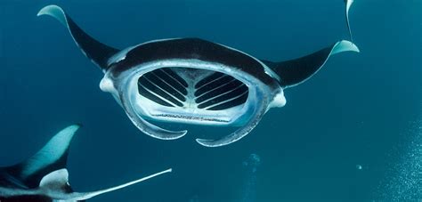 Manta Rays Size: How Huge They Can Get?