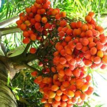 Supari tree that grows tall and gives fruits over time, best for ...
