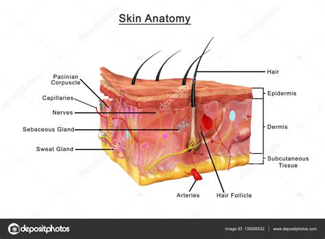 Diagrama De Quemadura De Primer Grado Guía De Práctica Clínica Para