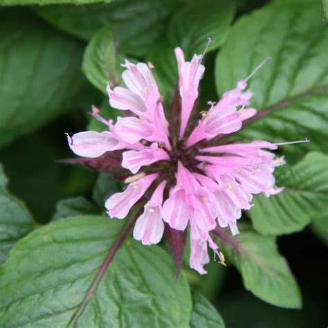 Buy bergamot Monarda 'Beauty of Cobham': Delivery by Waitrose Garden