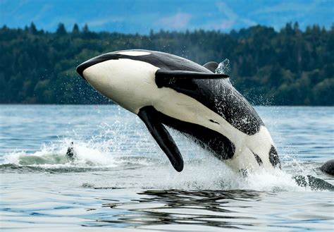 Scientists discover a new type of killer whale - Earth.com