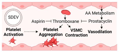 Vascular Dysfunction in Preeclampsia | Encyclopedia MDPI