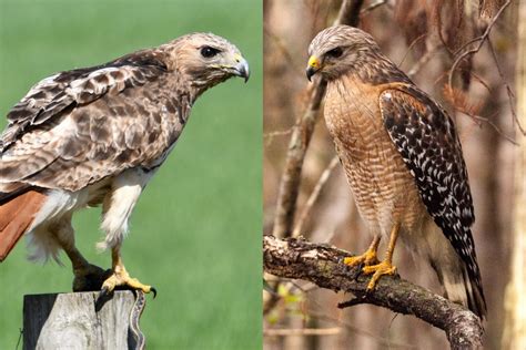 Red-Tailed vs. Red-Shouldered Hawk: What Is the Difference?