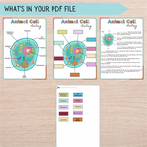 Image result for Basic Structure of a Cell