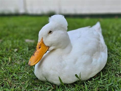 Image result for Duck Number Code in Python Using Count