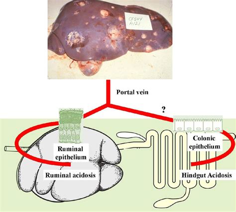 Pathogenesis of Liver Abscesses in Cattle - Veterinary Clinics: Food ...