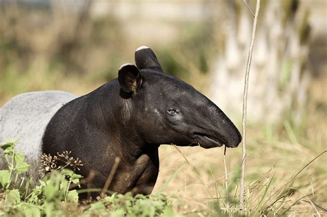 Fun Facts Malayan Tapir - Taman Safari Bali