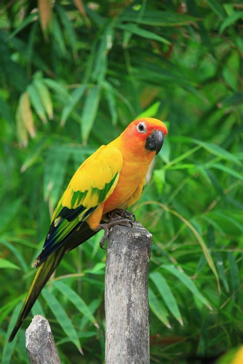 Sun Conure Parrot