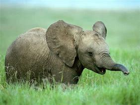Image result for Cute Baby Elephant Art