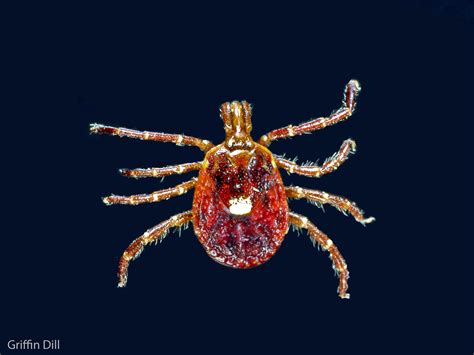 Tick Photos - Cooperative Extension: Tick Lab - University of Maine ...