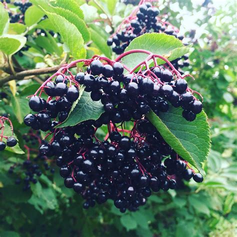 Free Guide: Elderberry Cough Syrup – Solidarity Apothecary