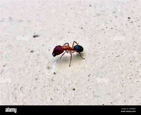 large Florida carpenter ant - Camponotus floridanus Stock Photo - Alamy