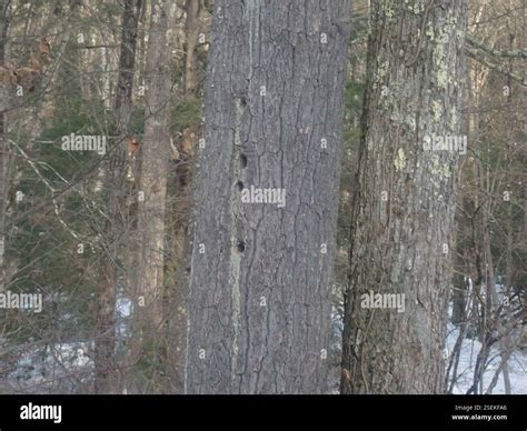 Pileated Woodpecker (Dryocopus pileatus), Aves, Worcester ...