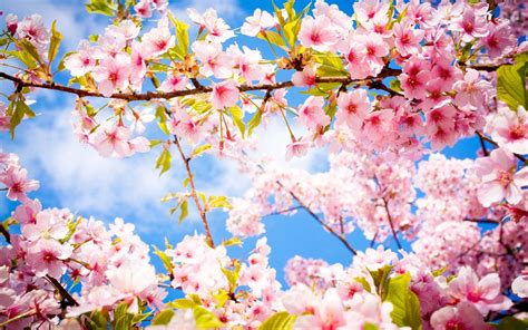 Spring Flower Background Free 的图像结果