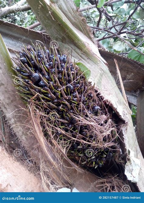 Young and Small Palm Fruit with a Blackish Purple Color Stock Image ...