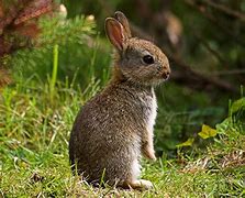 Image result for Newborn Wild Baby Bunnies