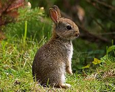 Image result for Cute Baby Rabbit Images