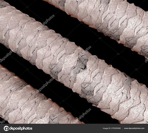 Microscope Images Of Hair
