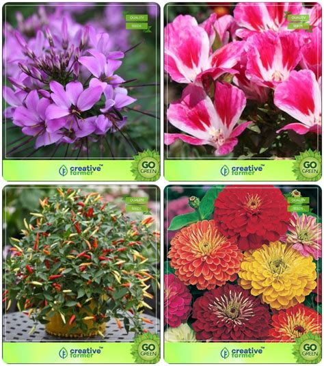 Creative Farmer Flower Seeds : Plant Seeds For Home Garden Combo Cleome ...