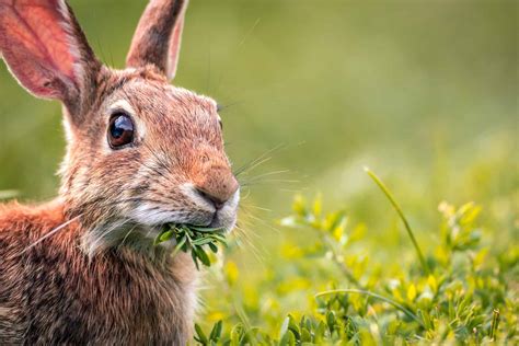 The Essential Guide to What Bunnies Eat - A-Z Animals