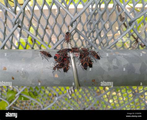 Eastern Boxelder Bug (Boisea trivittata) Insecta Stock Photo - Alamy