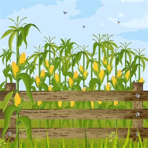Corn Field Vector 的图像结果