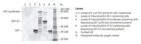 Chemiluminescence Detection with Amersham ECL, Amersham ECL Prime, and ...