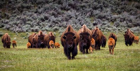 Image result for Java Account Migration