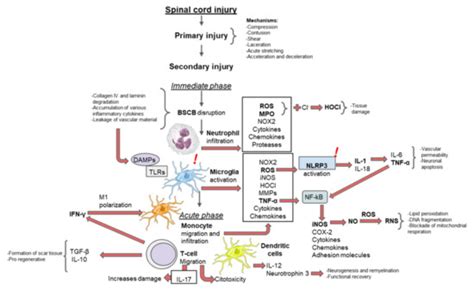 Inflammation: A Target for Treatment in Spinal Cord Injury