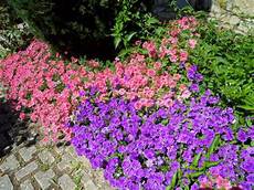 fiori perenni per aiuole fiori tappezzanti per aiuole top with fiori tappezzanti fiori perenni per aiuole fiori tappezzanti per aiuole top with fiori tappezzanti