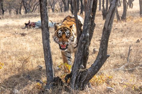 DTE Coverage: Green issues in latest NCRB Report