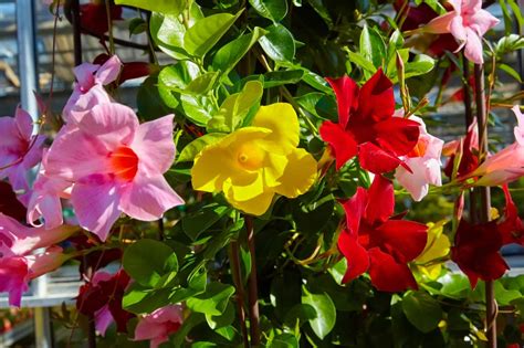 Is Mandevilla A Perennial Or Annual? - A-Z Animals
