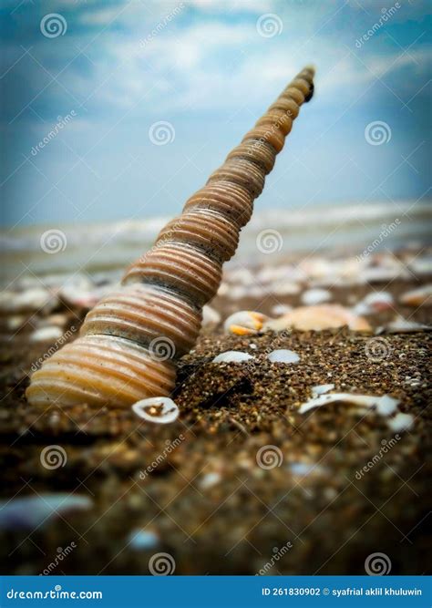 Image result for Amazing Shells