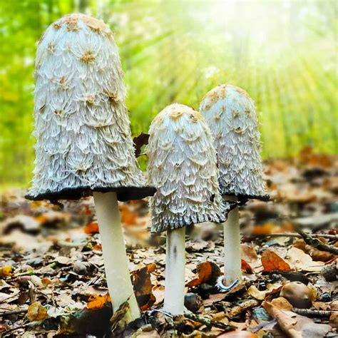 Foraging Shaggy Mane Mushrooms