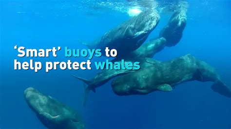 Smart buoys can help protect endangered whales off Chile's coast - CGTN