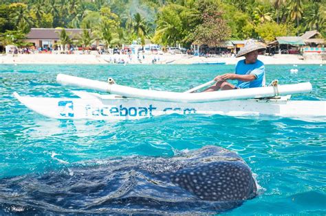 Whale Shark Snorkeling & Sumilon Island Hopping Tour in Cebu - Klook India