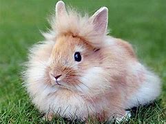 Image result for Lionhead Bunny Rabbits