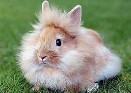Image result for Mini Lionhead Rabbit