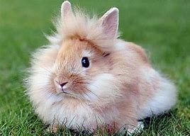 Image result for Lionhead Baby Bunnies