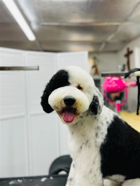 Bubbles Dog Grooming And Spa at Caitlyn Lavater blog