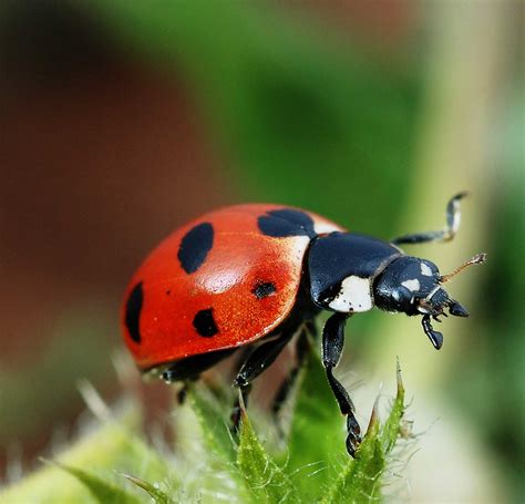 Learn about Nature | Are ladybugs Poisonous? - Learn about Nature