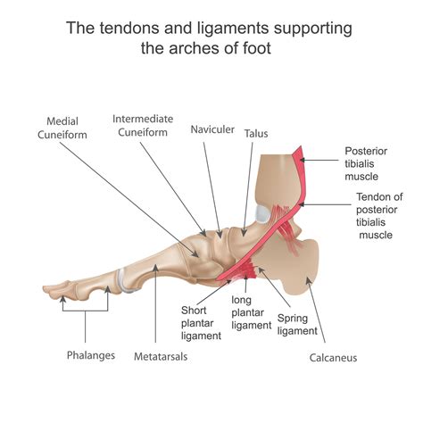 Foot Anatomy Ligaments Medial at Donte Galiano blog