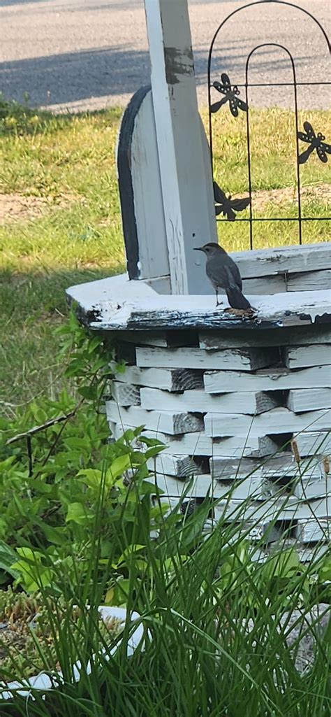 What is this bird? He flew down and I stood still. As to not alert him ...