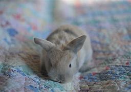 Image result for Lots of Baby Bunnies