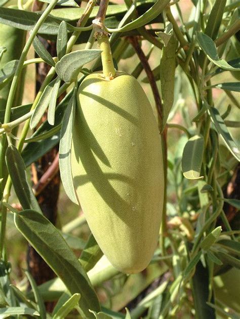 Semelai Herb Knowledge: Traditional Plant Medicine of Malaysia’s Aborigines